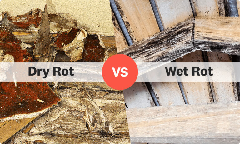 dry rot vs. wet rot